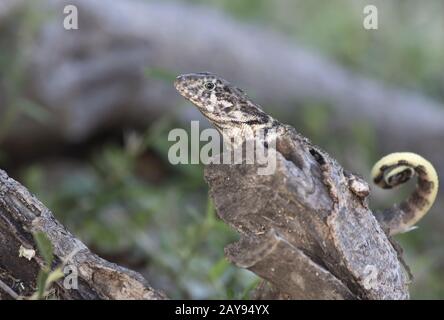 Le lézard curly nord qui est assis sur un tronc d'arbre sec à l'ombre par une belle journée ensoleillée Banque D'Images