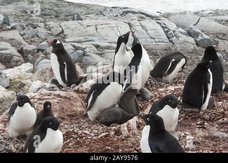 Gentoo pingouin mixtes et manchots adélies colonie sur l'île de l'Antarctique au cours de la période de nidification Banque D'Images