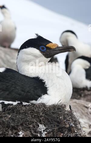 Portrait d'un Cormorant aux yeux bleus assis sur un nid sur un jour d'été ensoleillé Banque D'Images