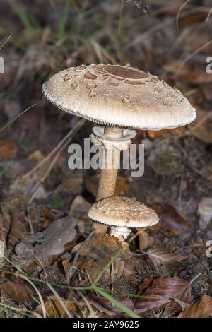 Parasol Mushroom Macrolepiota procera croissant dans un Woodland Banque D'Images