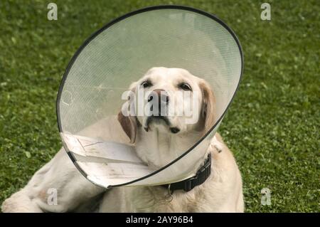 Chien Labrador crème féminine portant un col médical en cône en plastique Elizabethan autour du cou Banque D'Images