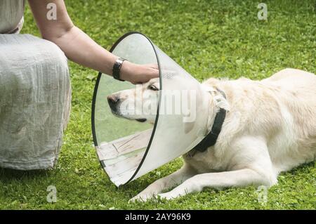 Chien Labrador à la main et à la crème féminine portant un collier médical à cône en plastique Elizabethan Banque D'Images