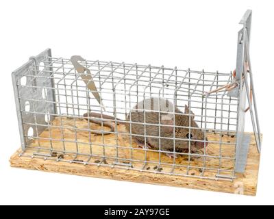 Petite souris se trouve pris dans un piège de fils à l'arrière-plan flou isolated on white Banque D'Images