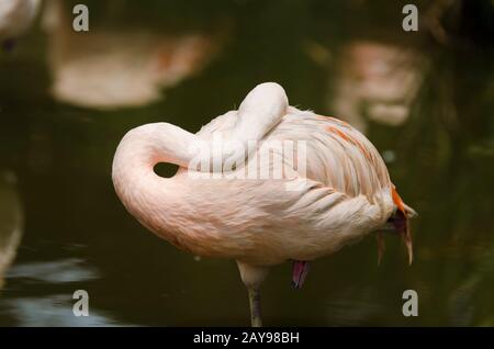 Flamango adulte reposant sa tête et son cou sur son dos tout en se tenant sur une jambe dans l'eau; à San Clemente del Tuyu, Buenos Aires, Argentine Banque D'Images