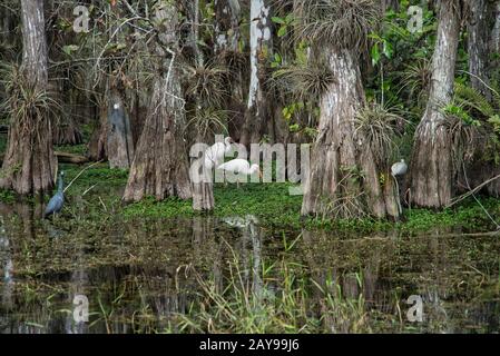 Hérons et mangroves sur une eau dans les Everglades de Floride Banque D'Images