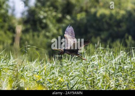 Héron pourpré (Ardea purpurea) en vol Banque D'Images