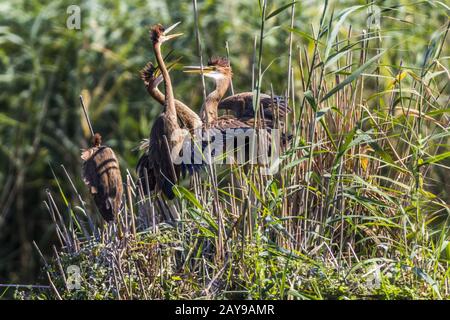 Jeunes hérons violets (Ardea purpurea) dans leur refuge Banque D'Images