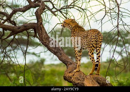 Cheetah perché sur un arbre mort dans le parc Samburu Banque D'Images