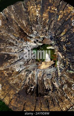Souche d'arbre, bois pourri Banque D'Images