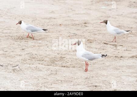 Trois goélands à tête noire, Choicocephalus ridibundus, debout sur la plage, à Punta Rasa, Buenos Aires, Argentine. Oiseaux de mer principalement blancs avec h brun Banque D'Images