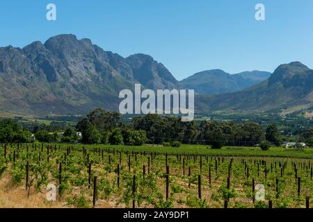 Vue sur les vignobles de la vallée de Franschhoek, dans la région de Stellenbosch, dans la province du Cap occidental d'Afrique du Sud près de Cape Town. Banque D'Images