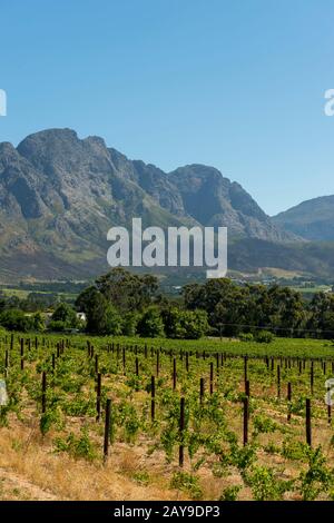 Vue sur les vignobles de la vallée de Franschhoek, dans la région de Stellenbosch, dans la province du Cap occidental d'Afrique du Sud près de Cape Town. Banque D'Images