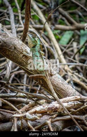 Lizard dégoûté dans la jungle, Khao Sok, Thaïlande Banque D'Images