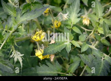 Les plants de tomates en fleurs dans la petite serre. Banque D'Images