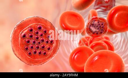 Plasmodium falciparum à l'intérieur de la cellule de sang rouge, illustration Banque D'Images