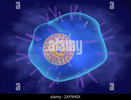 Virus varicelle-zona, illustration Banque D'Images