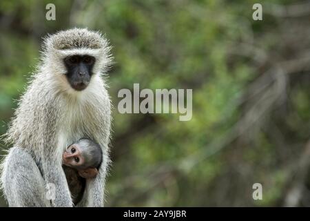Une mère de singe de Vervet (Chlorocebus pygerythrus) avec un bébé dans la Réserve de Manyeleti dans la région des réserves privées Kruger dans le nord-est de la Zone Sud-Ouest De La Fa Banque D'Images