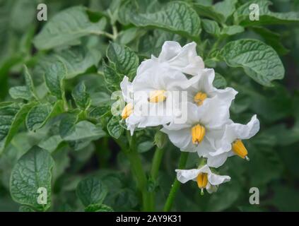 La floraison des patates sur le terrain avec de petites fleurs blanches. Banque D'Images