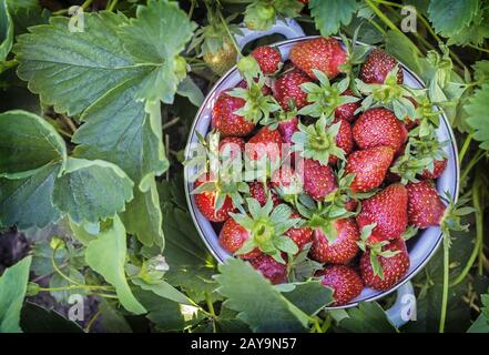 Grandes fraises mûres rassemblées dans le jardin Banque D'Images