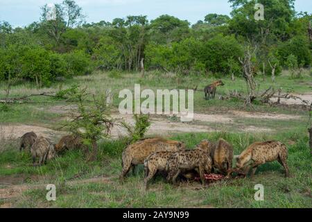 Hyènes tachetés (Crocuta crocuta) se nourrissant sur une carcasse de buffle du cap dans la Réserve de Manyeleti dans la région des réserves privées Kruger dans le nord-est De So Banque D'Images