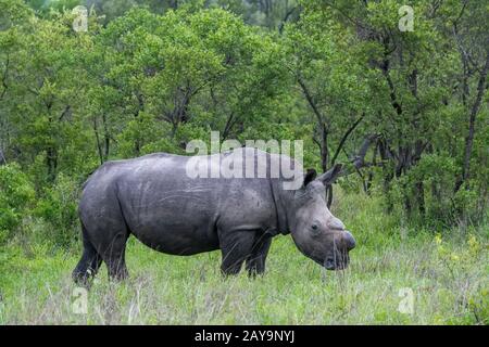 Un rhinocéros blanc ou un rhinocéros à tête carrée (Ceratotherium simum), décorné pour le protéger du braconnage, dans la Réserve de Manyeleti dans le Pri Kruger Banque D'Images