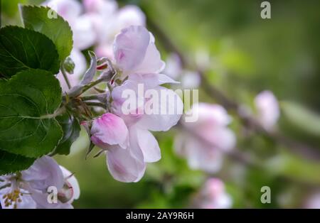 Branche de pommier à fleurs sur fond d'un jardin verdoyant. Banque D'Images