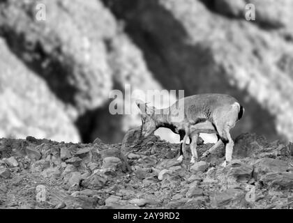 Mouton bleu himalayan (bharal), parc national de Hemis, Ladakh, Inde Banque D'Images