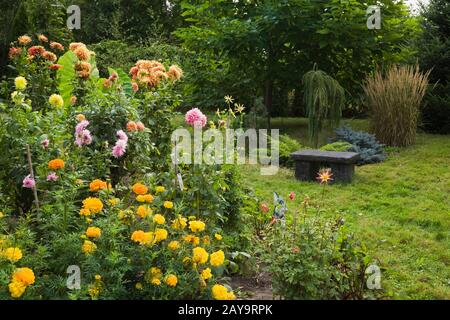 Tagetes jaunes - Marigold et fleurs de Dahlia rose et orange avec banc de pierre de couleur charbon dans le jardin de l'arrière-cour à la fin de l'été. Banque D'Images