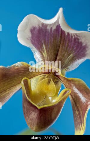 Orchidée paphiopedilum, « orchidée glissante » Banque D'Images