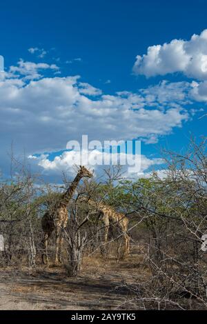 Girafes angolaises (Giraffa giraffa angolensis) se nourrissant d'arbres dans la Réserve de gibier d'Ongava, au sud du parc national d'Etosha, dans le nord-ouest de la Namibie. Banque D'Images