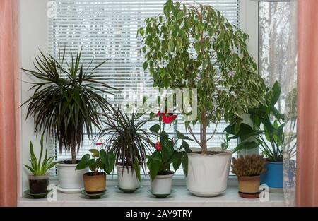 Variété de plantes intérieures sur le seuil de la fenêtre Banque D'Images