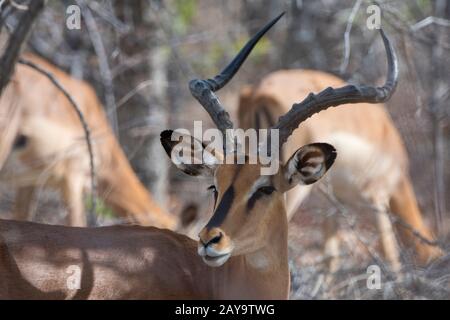 Un mâle à face noire impala (Aepyceros melampus petersi) dans la Réserve de gibier d'Ongava, au sud du parc national d'Etosha, dans le nord-ouest de la Namibie. Banque D'Images