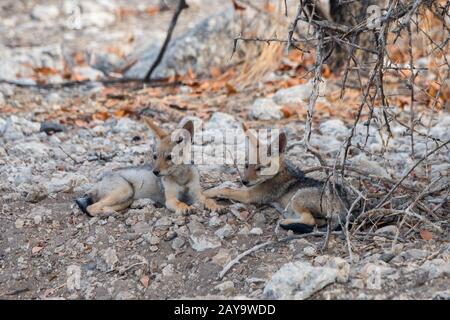 Des gros chacal soutenus par des noirs à leur coin de détente dans la Réserve de gibier d'Ongava, au sud du parc national d'Etosha, dans le nord-ouest de la Namibie. Banque D'Images