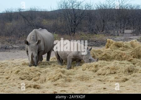 Une mère et un bébé rhinocéros blancs ou rhinocéros à limage carré (Ceratotherium simum) mangeant du foin, un programme d'alimentation en raison de la situation provisoire, dans le TH Banque D'Images
