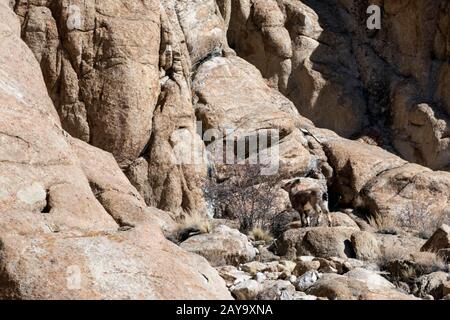 Jeunes moutons uriaux (Ovis orientalis vignei) élevés sur une falaise se nourrissant d'une brousse, près de Saraks, Ladakh, Inde Banque D'Images