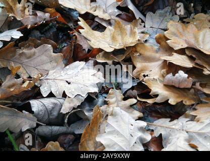 des feuilles d'automne brunes mortes mouillées avec des gouttes de pluie qui se débalancent sur un sol forestier Banque D'Images