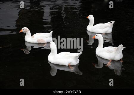 quatre canards blancs nageant dans un lac dans de l'eau noire calme avec des réflexions Banque D'Images