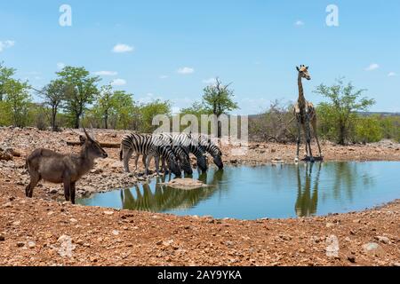 Un buck d'eau (Kobus ellipsiprymnus), des zèbres des plaines (Equus quagga, anciennement Equus burchellii), également connu sous le nom de zébra commun et une girafe angolaise (Gi Banque D'Images