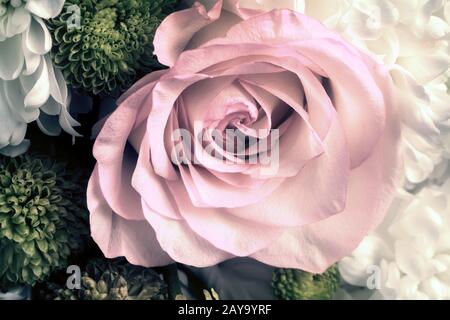 Belle rose fleur dans un bouquet de près. Banque D'Images