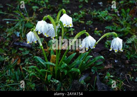 Flocon de neige de printemps Leucojum vernum, Banque D'Images