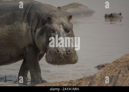 Hippo à Savannah off au Zimbabwe, Afrique du Sud Banque D'Images