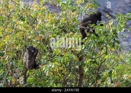 Les babouons de Chacma (Papio ursinus) se nourrissant sur les feuilles d'un arbre dans la vallée sèche de la rivière Huanib dans le nord de Damaraland et Kaokoland, en Namibie. Banque D'Images