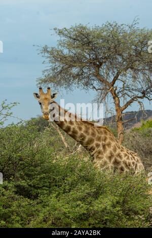 Une girafe angolaise (Giraffa giraffa angolensis), une sous-espèce de girafe du sud, dans la vallée de la rivière Huanib dans le nord de Damaraland et Kaokoland, Nami Banque D'Images