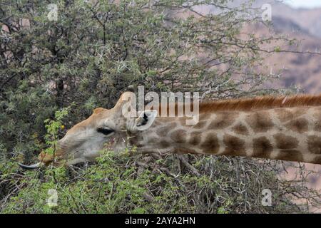 Un gros plan d'une girafe angolaise (Giraffa giraffa angolensis), une sous-espèce de girafe du sud, se nourrissant sur un arbre d'acacia, en utilisant sa langue pour dénuder la TH Banque D'Images