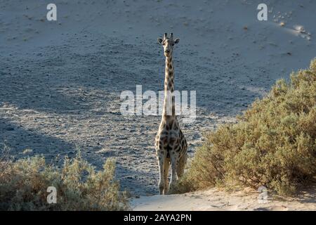 Une girafe angolaise (Giraffa giraffa angolensis), une sous-espèce de girafe du sud, dans le paysage désertique de la vallée de la rivière Huanib dans le nord de Damara Banque D'Images