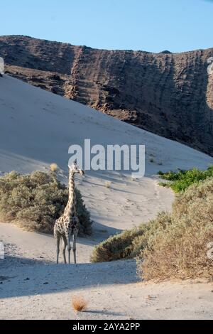 Une girafe angolaise (Giraffa giraffa angolensis), une sous-espèce de girafe du sud, dans le paysage désertique de la vallée de la rivière Huanib dans le nord de Damara Banque D'Images