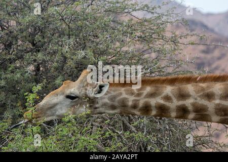 Un gros plan d'une girafe angolaise (Giraffa giraffa angolensis), une sous-espèce de girafe du sud, se nourrissant sur un arbre d'acacia, en utilisant sa langue pour dénuder la TH Banque D'Images