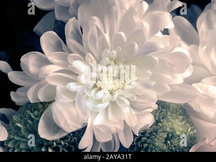 Belle fleur de chrysanthème dans un bouquet de près. Banque D'Images