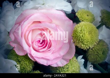 Belle rose fleur dans un bouquet de près. Banque D'Images
