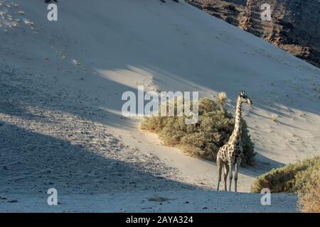 Une girafe angolaise (Giraffa giraffa angolensis), une sous-espèce de girafe du sud, dans le paysage désertique de la vallée de la rivière Huanib dans le nord de Damara Banque D'Images